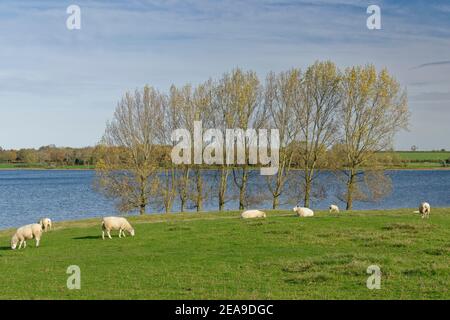 Pecore (Ovis aries) che pascolano i margini del bacino idrico di Rutland sulla penisola di Hambleton, Rutland, Regno Unito, ottobre 2020. Foto Stock