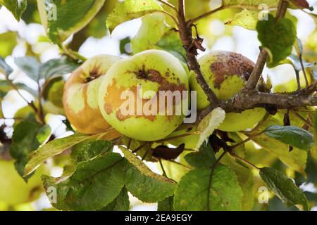 Frutti infettati dalla mela scab Venturia inaequalis. Problemi di Orchard Foto Stock