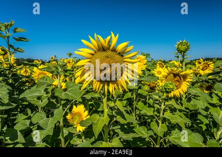 Grande closeup girasole nella parte anteriore con due api impollinanti circondate da un campo di girasoli misti contro un luminoso cielo blu sullo sfondo Foto Stock