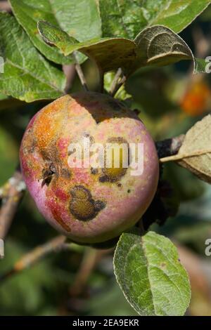 Frutti infettati dalla mela scab Venturia inaequalis. Problemi di Orchard Foto Stock