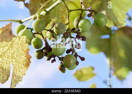 Malattia dell'uva Peronospora (Plasmopara viticola) conosciuta anche come muffa grappata. Le bacche colpite della pianta dell'uva Foto Stock