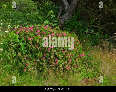 Europa, Germania, Assia, Marburg, Orto Botanico dell'Università di Philipp sui Monti Lahn, rose alpine in fiore (Rhododendron ferrugineum) nell'Alpinum Foto Stock