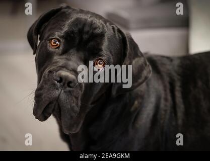 Primo piano ritratto di nero canna italiana corso. Messa a fuoco selettiva sul naso. Foto Stock