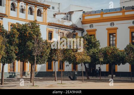 Siviglia, Spagna - 19 gennaio 2020: Vista degli aranci sul patio de Banderas, una piazza storica con una piccola fontana e viste panoramiche sulla cattedrale Foto Stock