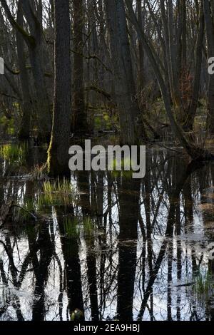 Mistico Darß Primeval Forest in primavera, Parco Nazionale Area Laguna Pomerania Occidentale, Meclemburgo Pomerania Occidentale, Germania Foto Stock