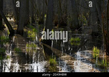 Mistico Darß Primeval Forest in primavera, Parco Nazionale Area Laguna Pomerania Occidentale, Meclemburgo Pomerania Occidentale, Germania Foto Stock