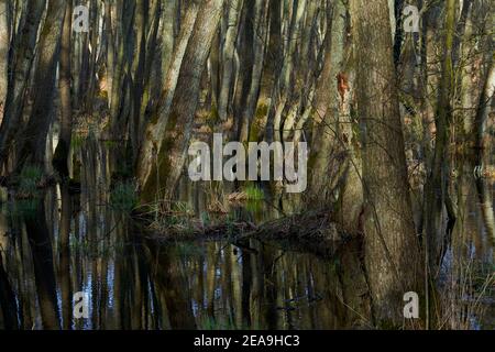 Mistico Darß Primeval Forest in primavera, Parco Nazionale Area Laguna Pomerania Occidentale, Meclemburgo Pomerania Occidentale, Germania Foto Stock