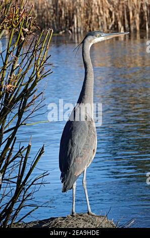 Ritratto di un airone blu immaturo, Ardea herodias, alla ricerca di cibo lungo la riva di un piccolo lago a Bend, Oregon. Foto Stock