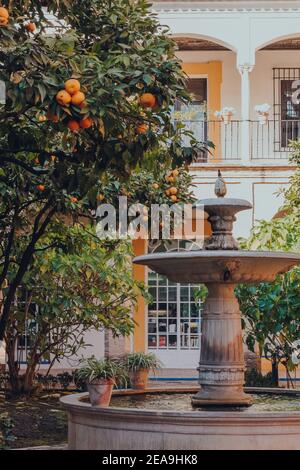 Siviglia, Spagna - 19 gennaio 2020: Fontana di alberi di arancio nei giardini di Alcazar di Siviglia, un palazzo reale costruito per il Re Cristiano Pietro di Foto Stock