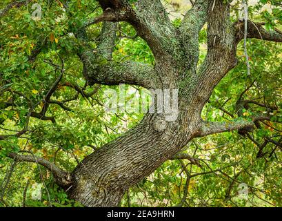 Grande ramo di quercia con il fogliame ancora verde Foto Stock