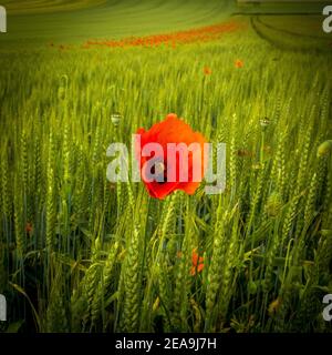 Colpo di closeup di un papavero rosso in un campo di grano in Auvergne Rodano Alpi, Francia Foto Stock