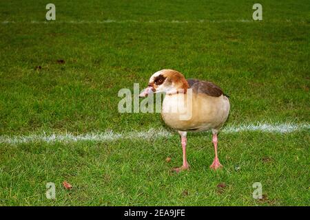 Custodendo questo campo e per quanto riguarda il visitatore di ach distrustfully è questa Oca egiziana, Foto Stock