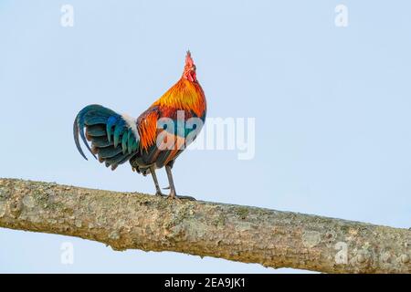 Red Jungle Fowl (Gallus gallus) si trova sul ramo dell'albero. Kaziranga National Park, Assam, India Foto Stock