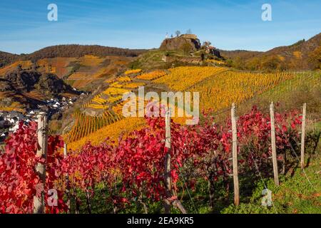 Il Saffenburg nella valle dell'Ahr vicino a Mayschoss, Renania-Palatinato, Germania Foto Stock