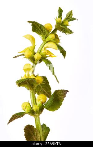 Galeobdolon luteum giallo fiorito (Lamium galeobdolon, pianta arcangelo) isolato su sfondo bianco Foto Stock