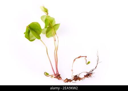 Erba medicinale legno Sorrel (Oxalis acetosella, Shamrock) isolato su sfondo bianco. Fiore selvatico con foglie a forma di cuore, radice e germoglio di fiori Foto Stock