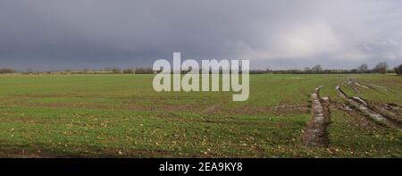 Vista sul campo inglese fangoso in inverno con pneumatici o. cingoli del trattore Foto Stock