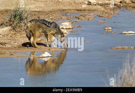 Jackal con schienale nero (Canis Mesomelas) in piedi in un bacino d'acqua che beve. Parco Nazionale di Etosha, Namibia, Africa Foto Stock