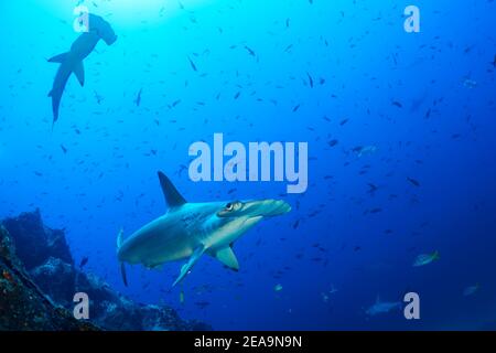 Due prua-fronte martelli (Sphyrna lewini), Cocos Island, Costa Rica, Pacifico, Oceano Pacifico Foto Stock