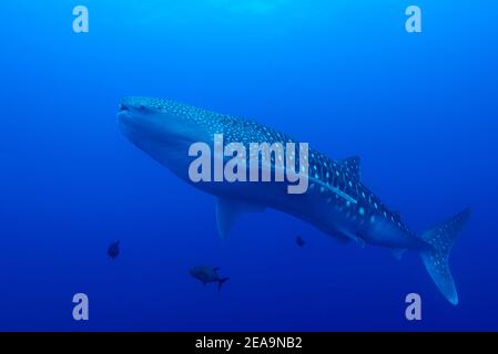 Squalo balena (Rhincodon typus), Cocos Island, Costa Rica, Pacifico, Oceano Pacifico Foto Stock