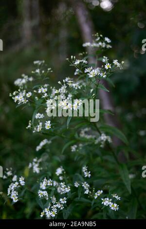 Eurybia divaricata,Aster divaricatus,bianco assaggiatore,fiori di liuto,fiore,fioritura,giardino di bosco,legno,ombra,ombreggiata,ombreggiata,giardino,giardini,RM Floral Foto Stock