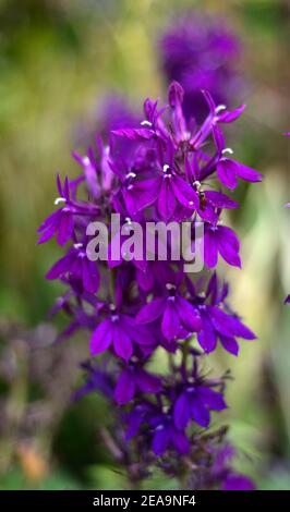 Lobelia x speciosa Hadspen viola,fiori viola,fiore,fioritura,lobelias,perenne,giardino,giardini,RM Floral Foto Stock