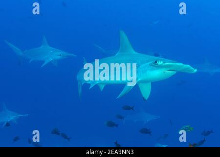 Due prua-fronte martelli (Sphyrna lewini), Cocos Island, Costa Rica, Pacifico, Oceano Pacifico Foto Stock