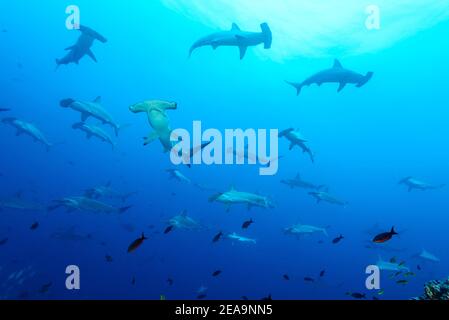 Prua-fronte martelli (Sphyrna lewini), scuola di squali, Cocos Island, Costa Rica, Pacifico, Oceano Pacifico Foto Stock