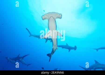 Prua-fronte martelli (Sphyrna lewini), scuola di squali, Cocos Island, Costa Rica, Pacifico, Oceano Pacifico Foto Stock