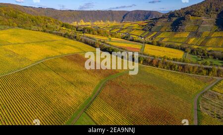 Vigneti vicino Nehren in autunno, Valle della Mosella, Renania-Palatinato, Germania Foto Stock