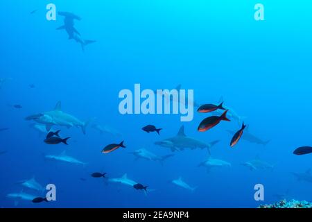 Prua-fronte martelli (Sphyrna lewini), scuola di squali, Cocos Island, Costa Rica, Pacifico, Oceano Pacifico Foto Stock