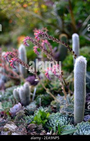 succulente misto e cactus, giardino succulento, giardino cactus, misto succulente e cactus, fiore succulento, succulente Fiori, echeveria serrature ricci, Cleistoc Foto Stock