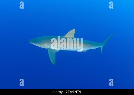 Squalo silky (Carcharhinus falciformis), isola di Cocos, Costa Rica, Pacifico, Oceano Pacifico Foto Stock