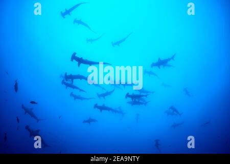 Prua-fronte martelli (Sphyrna lewini), scuola di squali, Cocos Island, Costa Rica, Pacifico, Oceano Pacifico Foto Stock