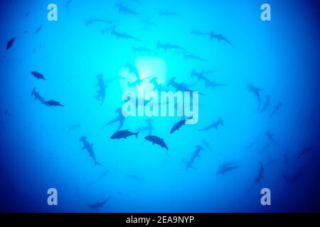 Prua-fronte martelli (Sphyrna lewini), scuola di squali, Cocos Island, Costa Rica, Pacifico, Oceano Pacifico Foto Stock