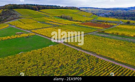 Vigneti vicino Ayl-Biebelhausent, Valle di Saar, Renania-Palatinato, Germania Foto Stock