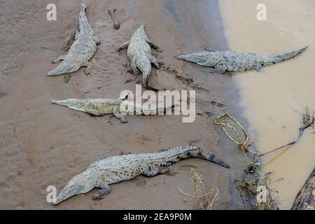 Coccodrilli americani (coccodrillo acutus), fiume Tarcoles, Rio Grande de Tarcoles, Costa Rica Foto Stock