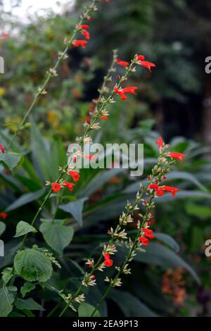 Salvia coccinea Yucatan, Sage tropicale selvaggio, fiori rossi, salvia fioritura rossa, salvia, RM Floral Foto Stock