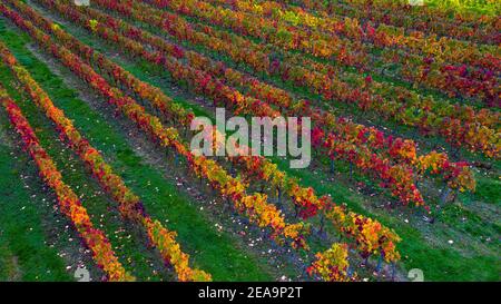 Vigneti vicino Ayl-Biebelhausent, Valle di Saar, Renania-Palatinato, Germania Foto Stock