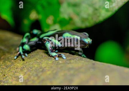 Scalatore dell'albero d'oro (Dendrobates auratus), rana di freccette verde-nero, Costa Rica, Parco Nazionale di Carara Foto Stock