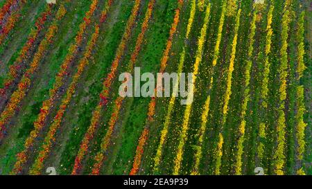 Vigneti vicino Ayl-Biebelhausent, Valle di Saar, Renania-Palatinato, Germania Foto Stock