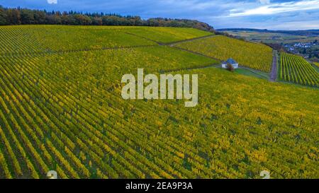 Vigneti vicino Ayl-Biebelhausent, Valle di Saar, Renania-Palatinato, Germania Foto Stock