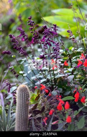 salvia amore e desideri,salvia blefarophylla dipinta signora,salvias,fiore rosso scarlatto,fiori,fioritura,cactus,schema di piantagione mista,salvias e cactus, Foto Stock