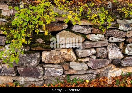 Vecchio muratore in autunno. Wildenburg vicino Kempfeld, Hunsrück, Renania-Palatinato, Germania Foto Stock