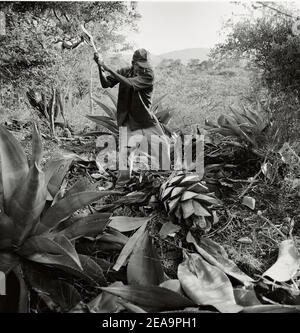 Raccoglie la pinna di un cactus agave a Falcon, Stato di Falcon, Venezuela; America del Sud Foto Stock