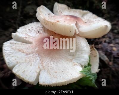 Stinking dapperling. Primo piano della natura nella foresta, funghi Foto Stock