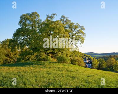 Europa, Germania, Assia, Marburger Land, la corte tiglio a Amönau, tiglio estivo (Tilia platyphyllos) Foto Stock
