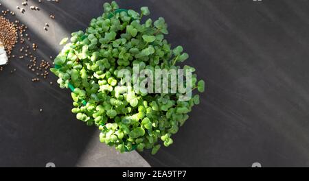 Micrgreens che crescono sul davanzale. Ravanello verde micro che cresce in scatola Foto Stock