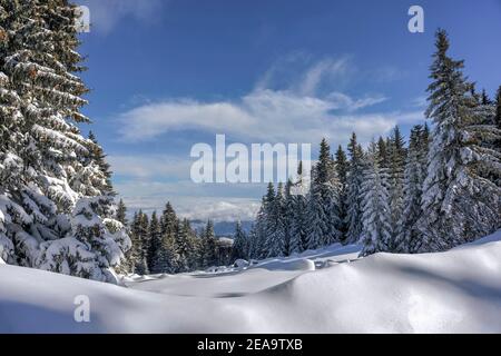 Inverno sul Monte Vitosha; Bulgaria Foto Stock