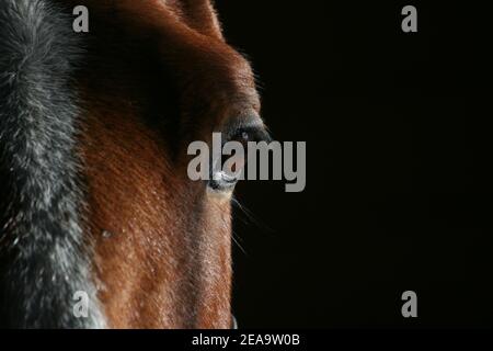 Lo sguardo morbido di un cavallo Foto Stock